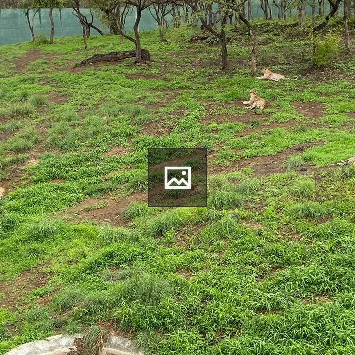 Gir National Park leopard and grass