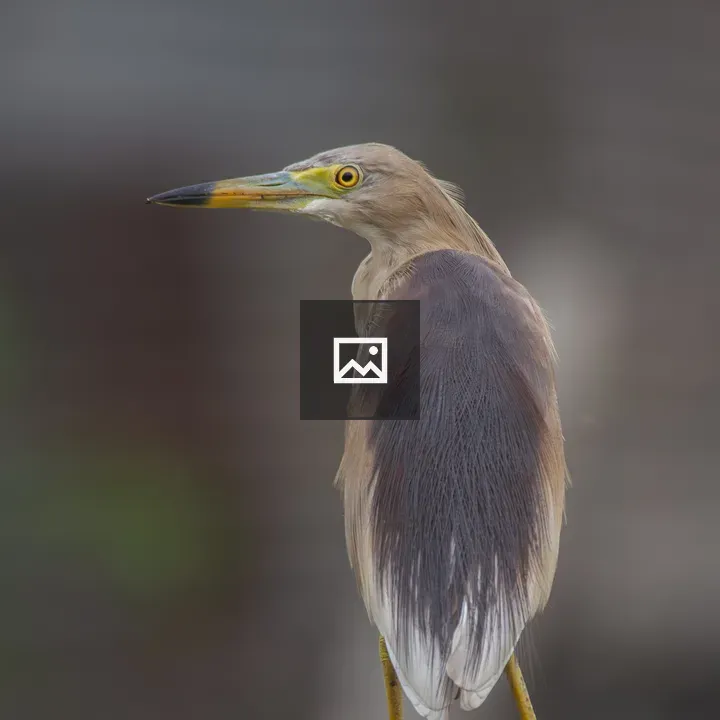 Indian Pond Heron on Post