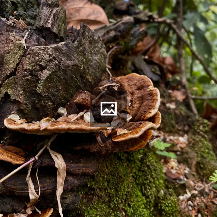Wild mushroom in mossy tree trunk