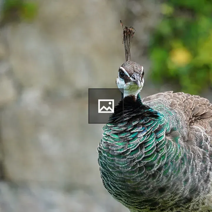 Peahen with Iridescent Neck Feathers