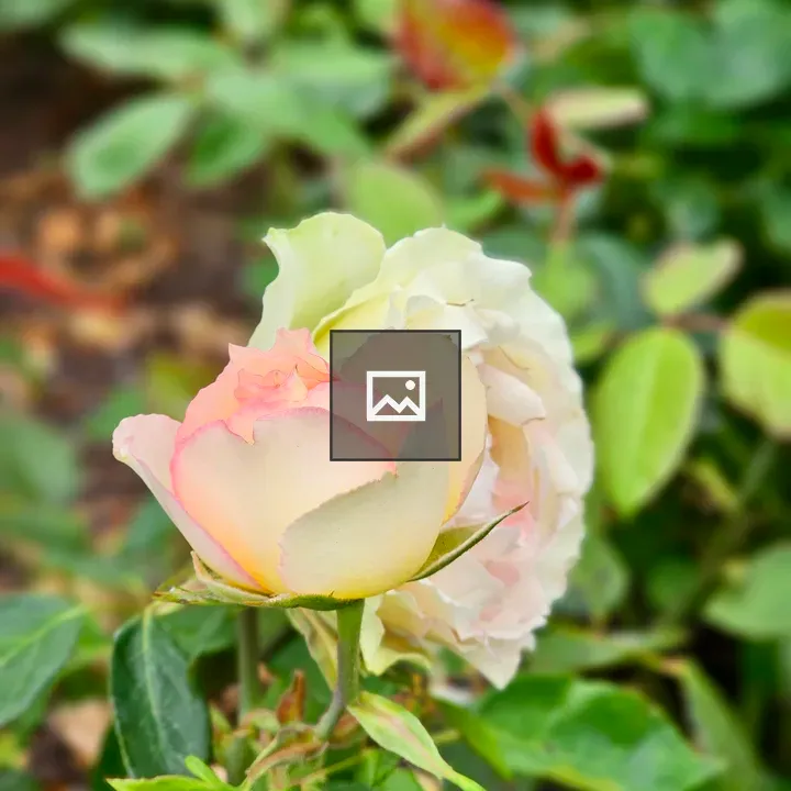 Delicate rose in bloom