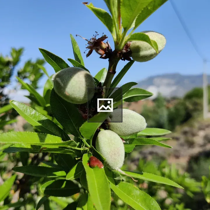 Almonds in the tree