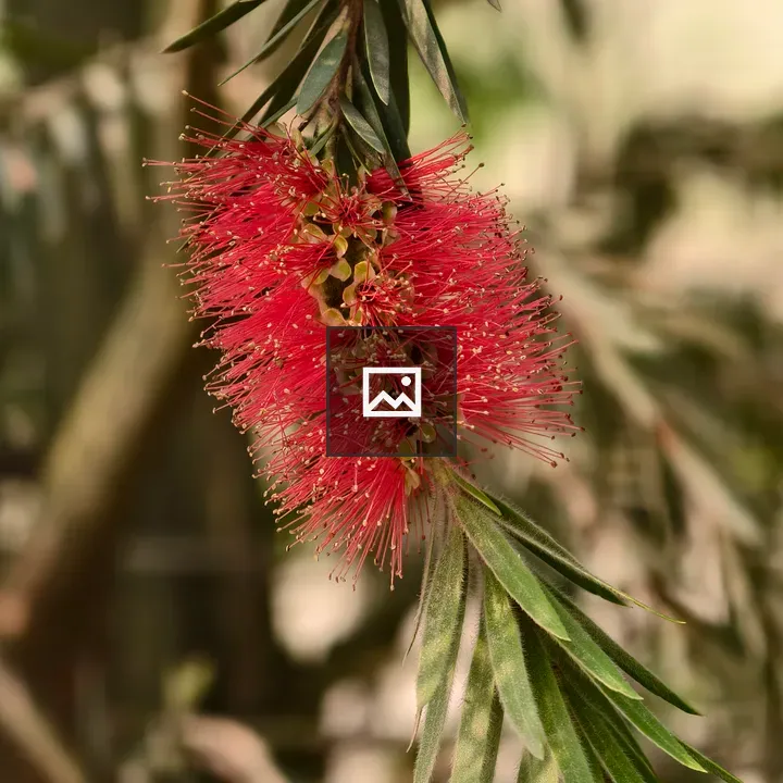 Red bottlebrush flower close-up