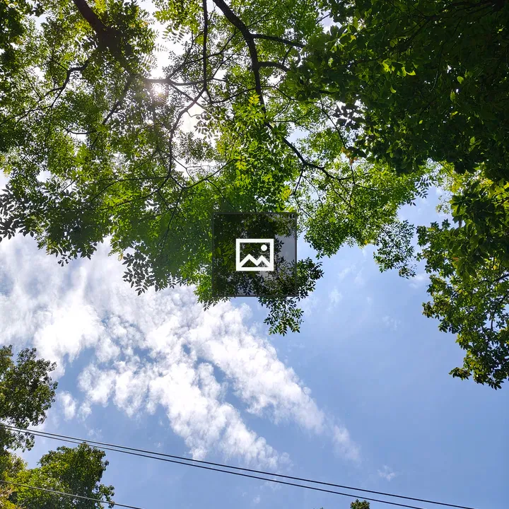 Sky Through Green Leaves