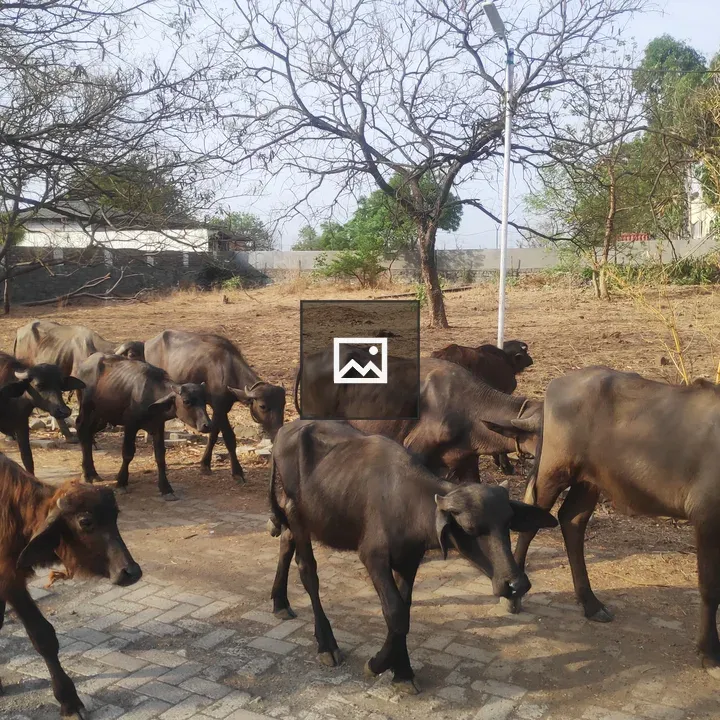 Buffalo in Rural Landscape