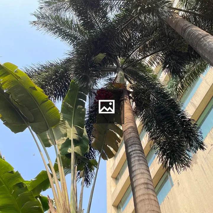 Palm tree with red fruits