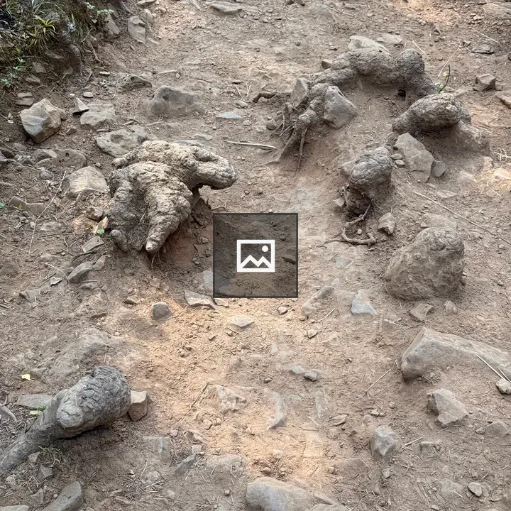 Tree roots along dusty trail
