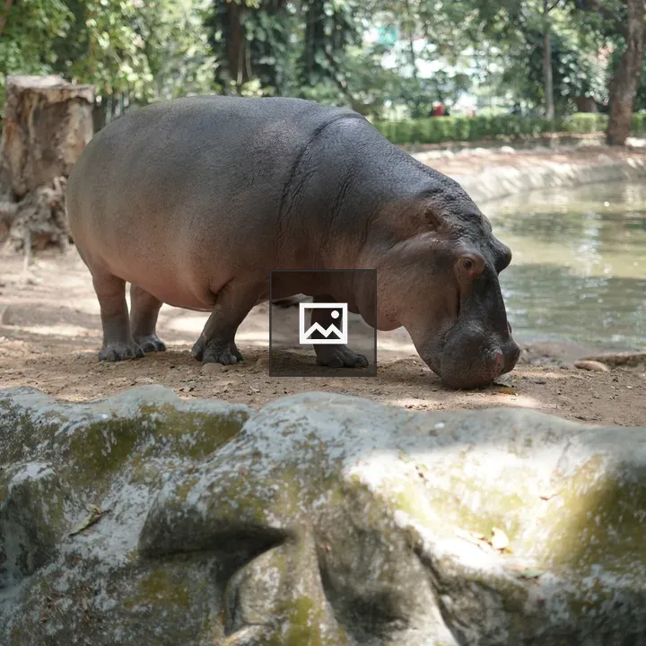 Hippopotamus at Thiruvananthapuram Zoo