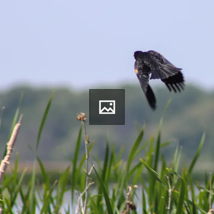 Redwinged Blackbird by Lake Edge