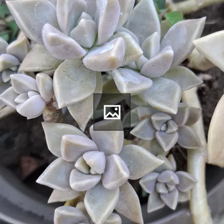 Close-up of succulent rosettes