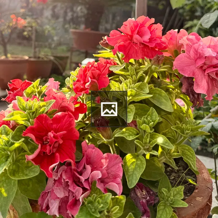 Close-up of red and pink flowers