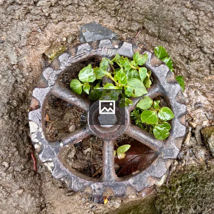 Rusty gear in concrete with green plants