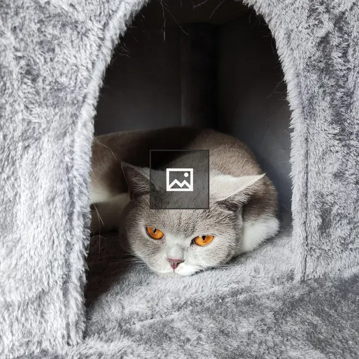 Grey and white cat in a fluffy house