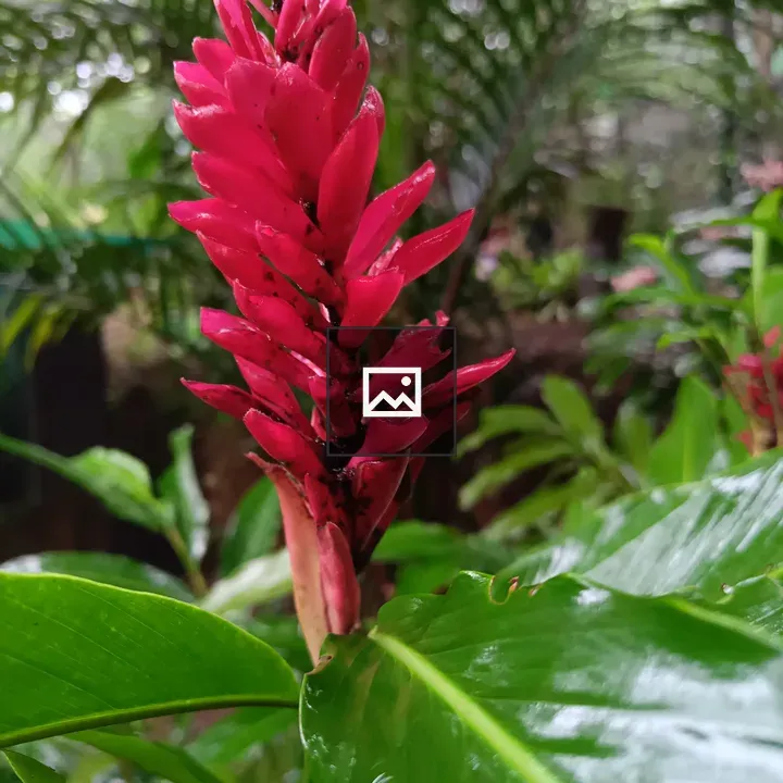 Wetted Red Ginger Flower
