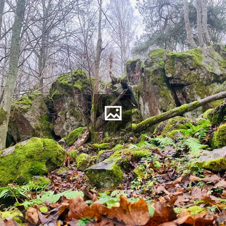Rocks in a Forest in Fall