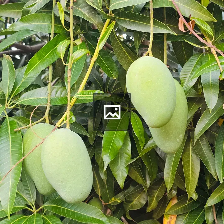 Fresh green mangoes on tree