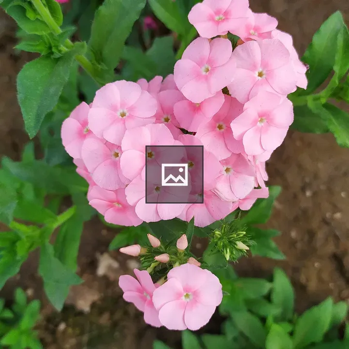 Overhead View of Light Pink Flowers