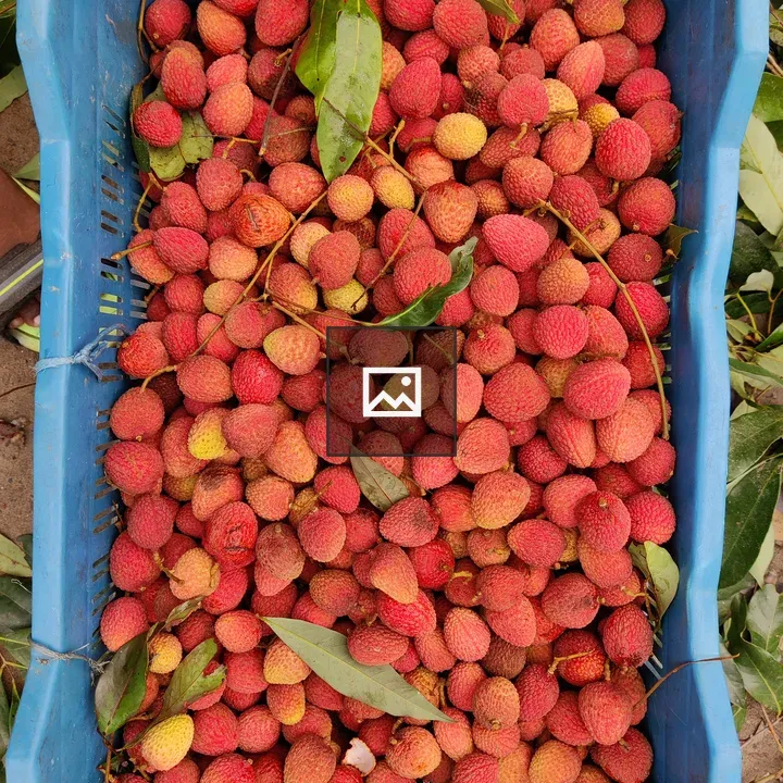 Fruit