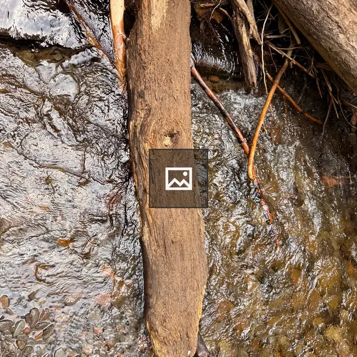 Driftwood in a Shallow Creek