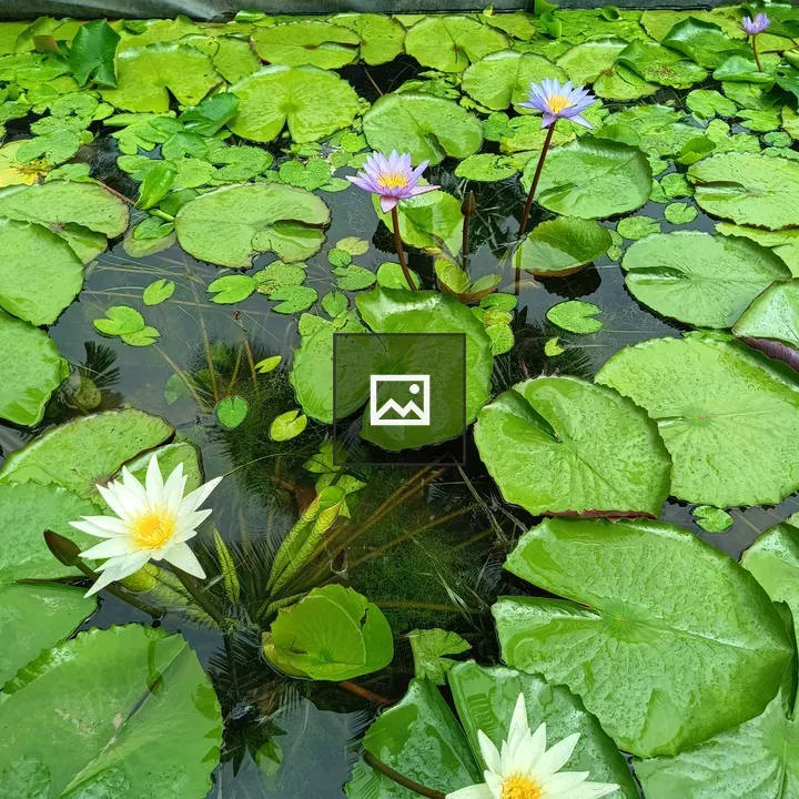 Water Lilies with Different Colours