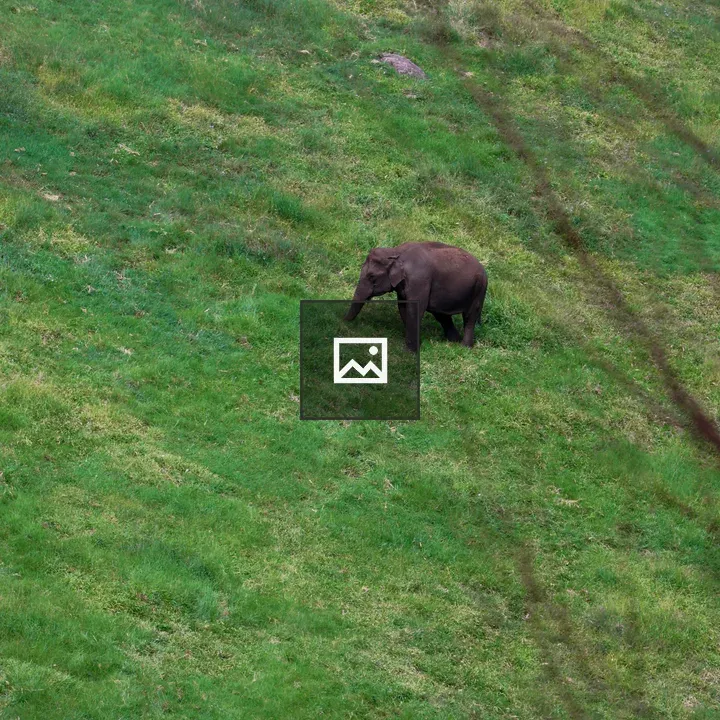 Elephant in a valley