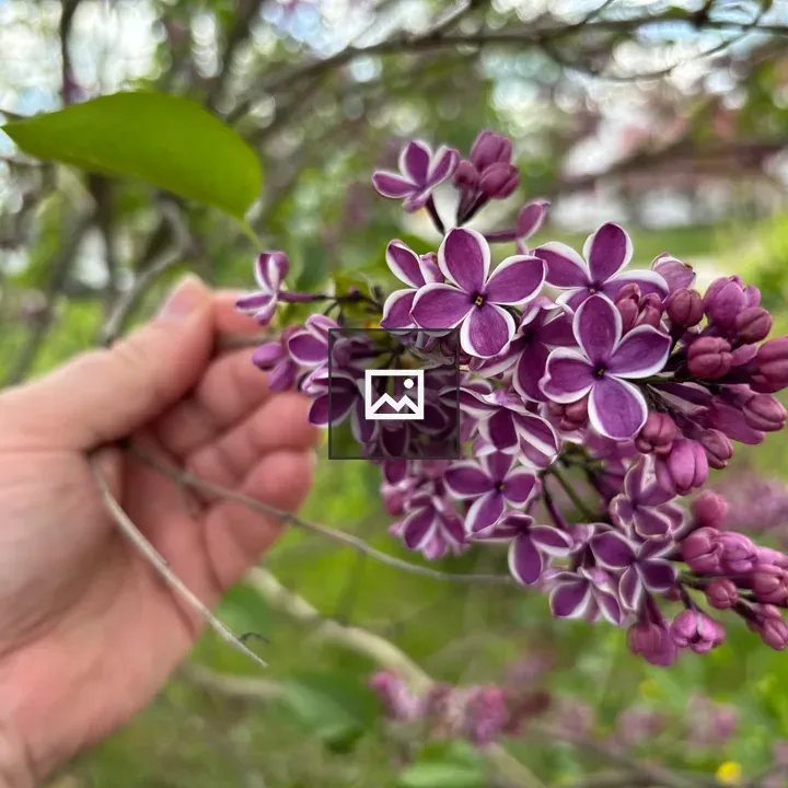 Japanese lilacs in hand