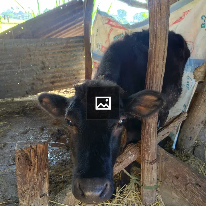 Black cow in rustic barn