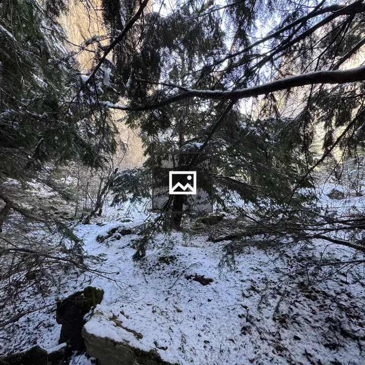 Snowy forest with evergreen trees