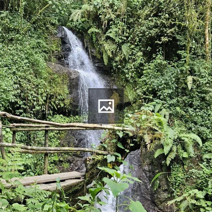 Waterfall in a Green Forest