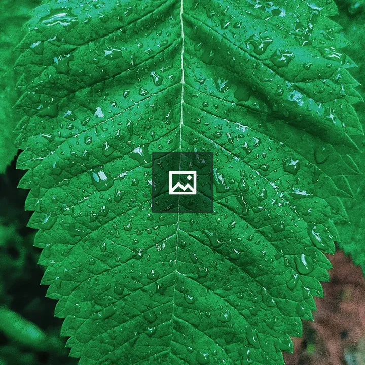 Close-up of Leaf with Dew Drops