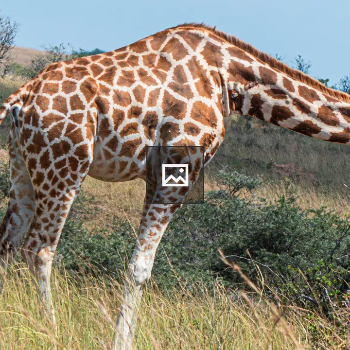 Rothschild’s giraffes feeding in a grassland