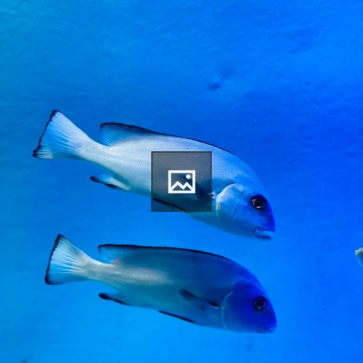 Two fish in aquarium
