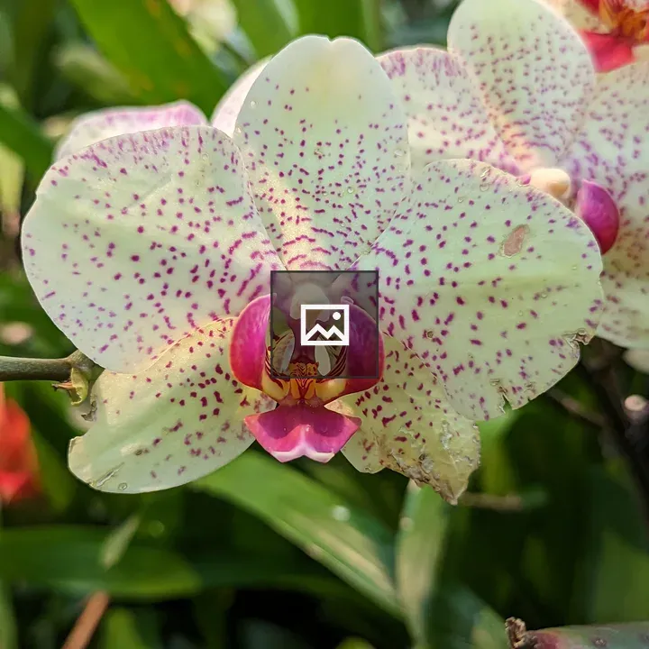 White and pink orchids