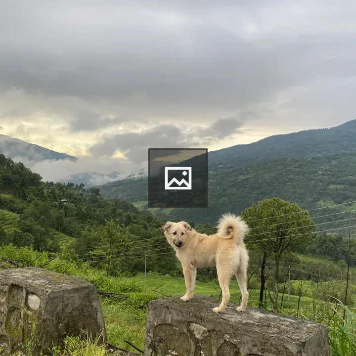 Fluffy dog on stone wall