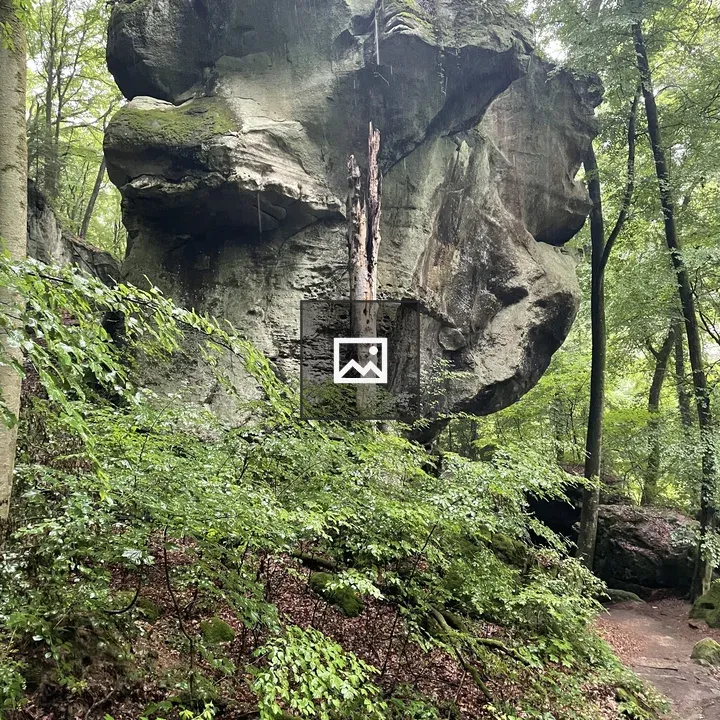Rock in forest with moss