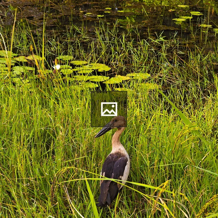 Bird on Pond Bank
