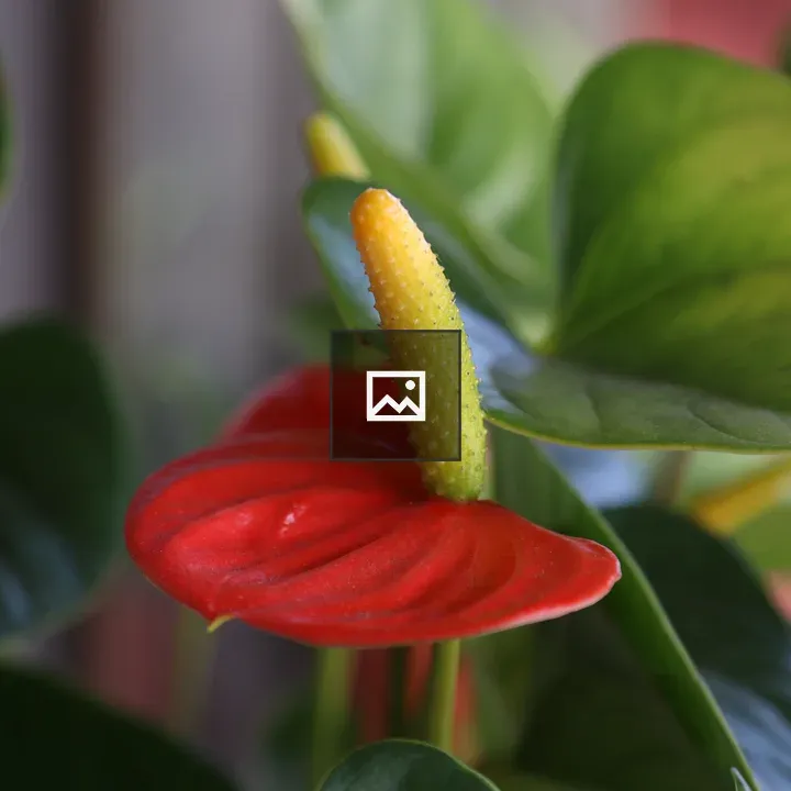 Red Anthurium Close-Up