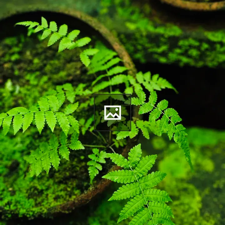 Fern Leaves Over Moss Pots
