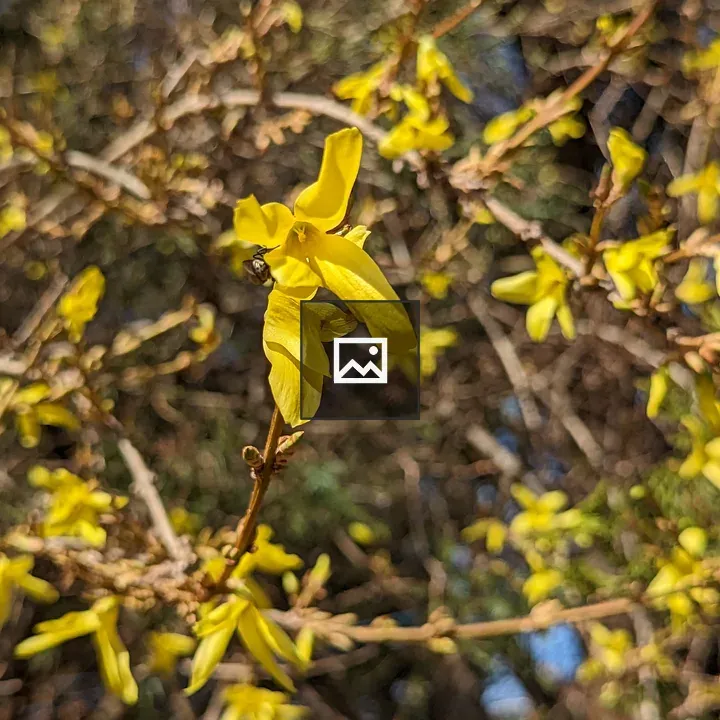 Forsythia Bloom in Portrait