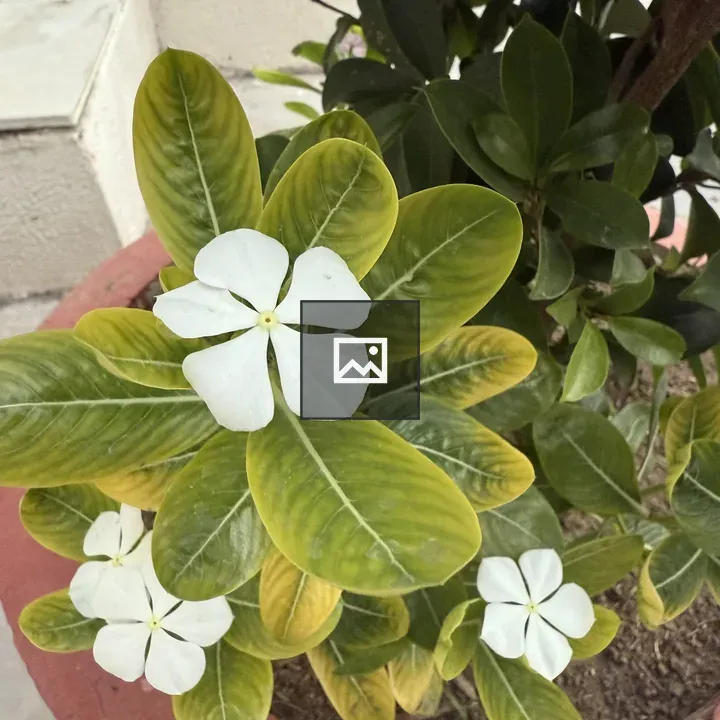 Three Madagascar Periwinkle Flowers