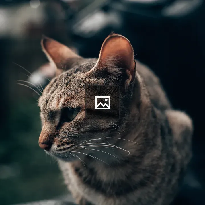 Adult cat searching for something