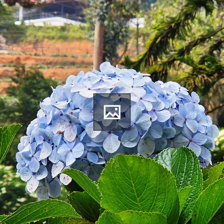 Light blue hydrangeas flowers