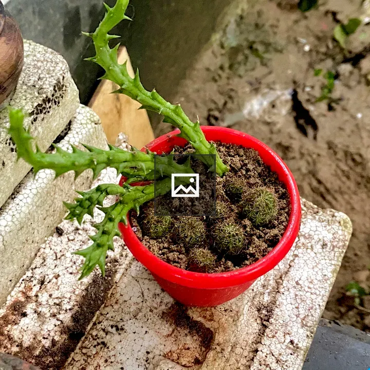 Red Pot with Small Cacti