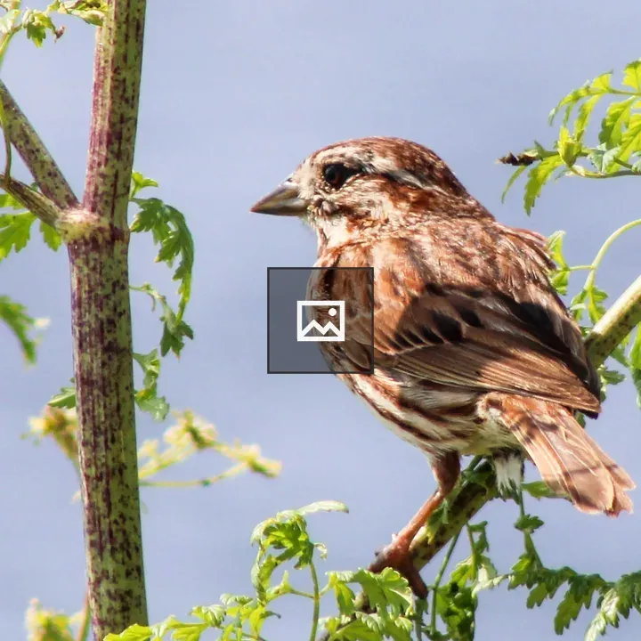 Song Sparrow on Leafy Branch