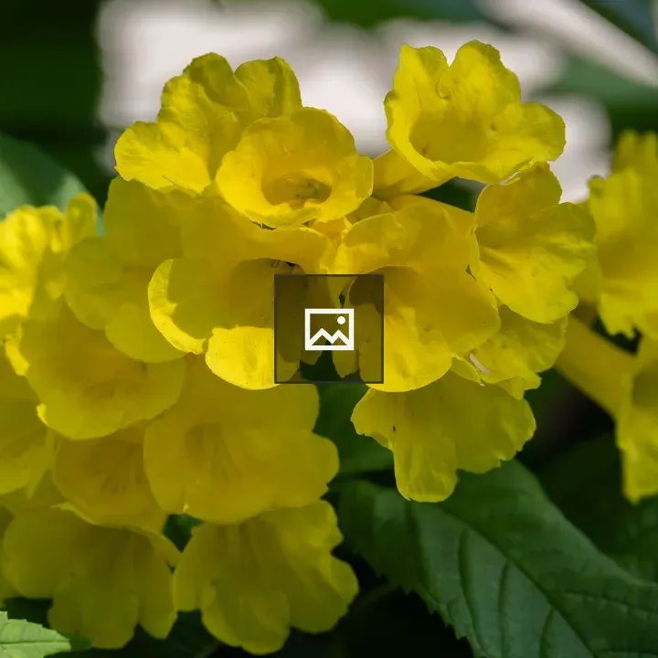 Cluster of yellow trumpet flowers