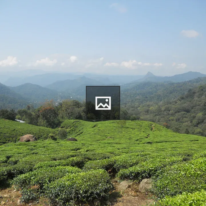 Tea plants on hillside