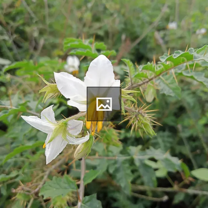 White flowering plant close-up