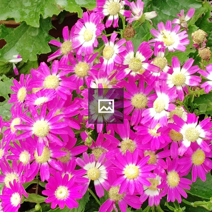 Flower bunch with pink petals