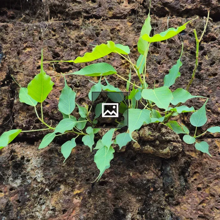 Bodhi sapling in wall crack