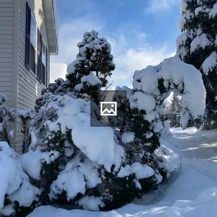 Tree branches in snowy weather